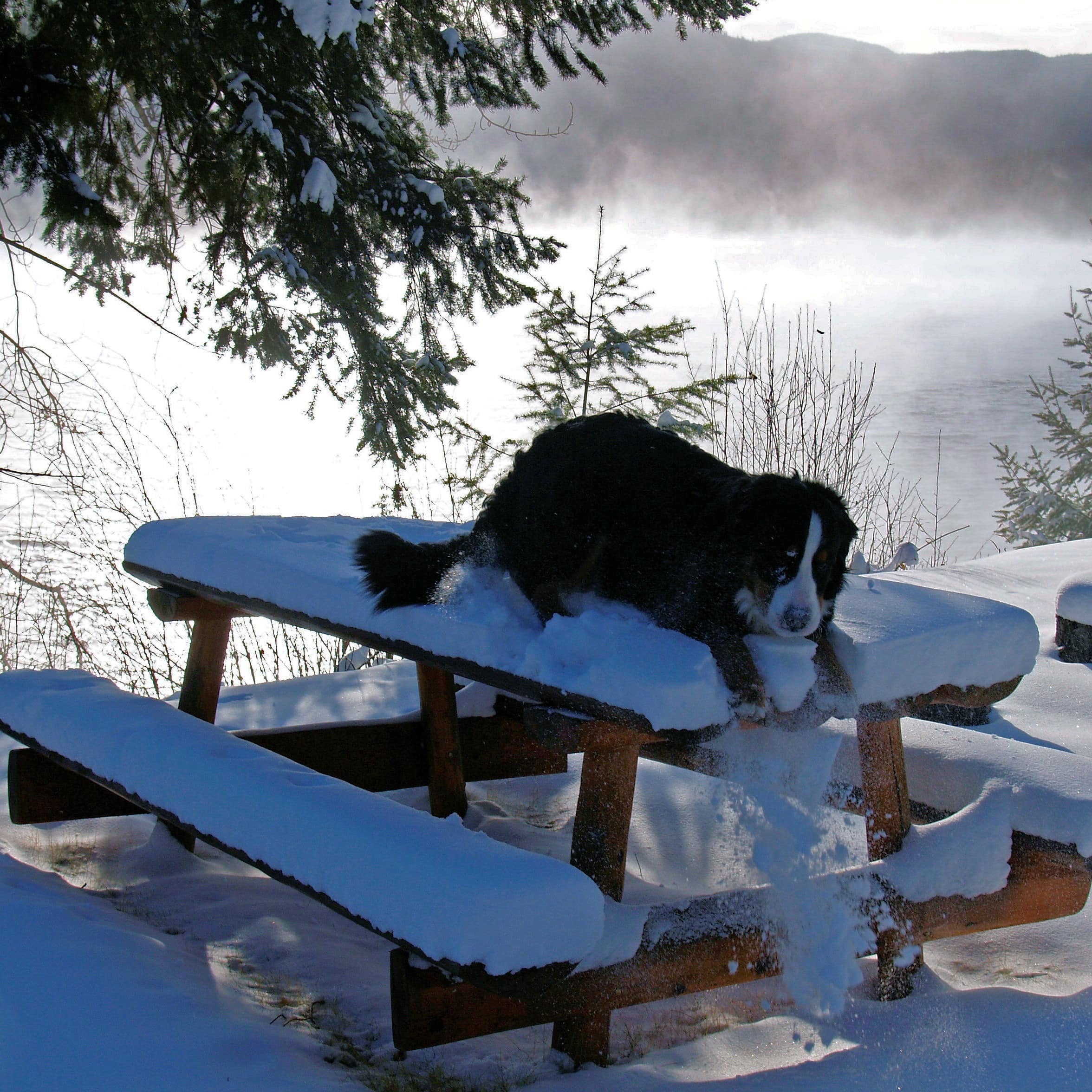 Hund spielt im Schnee in den Bergen