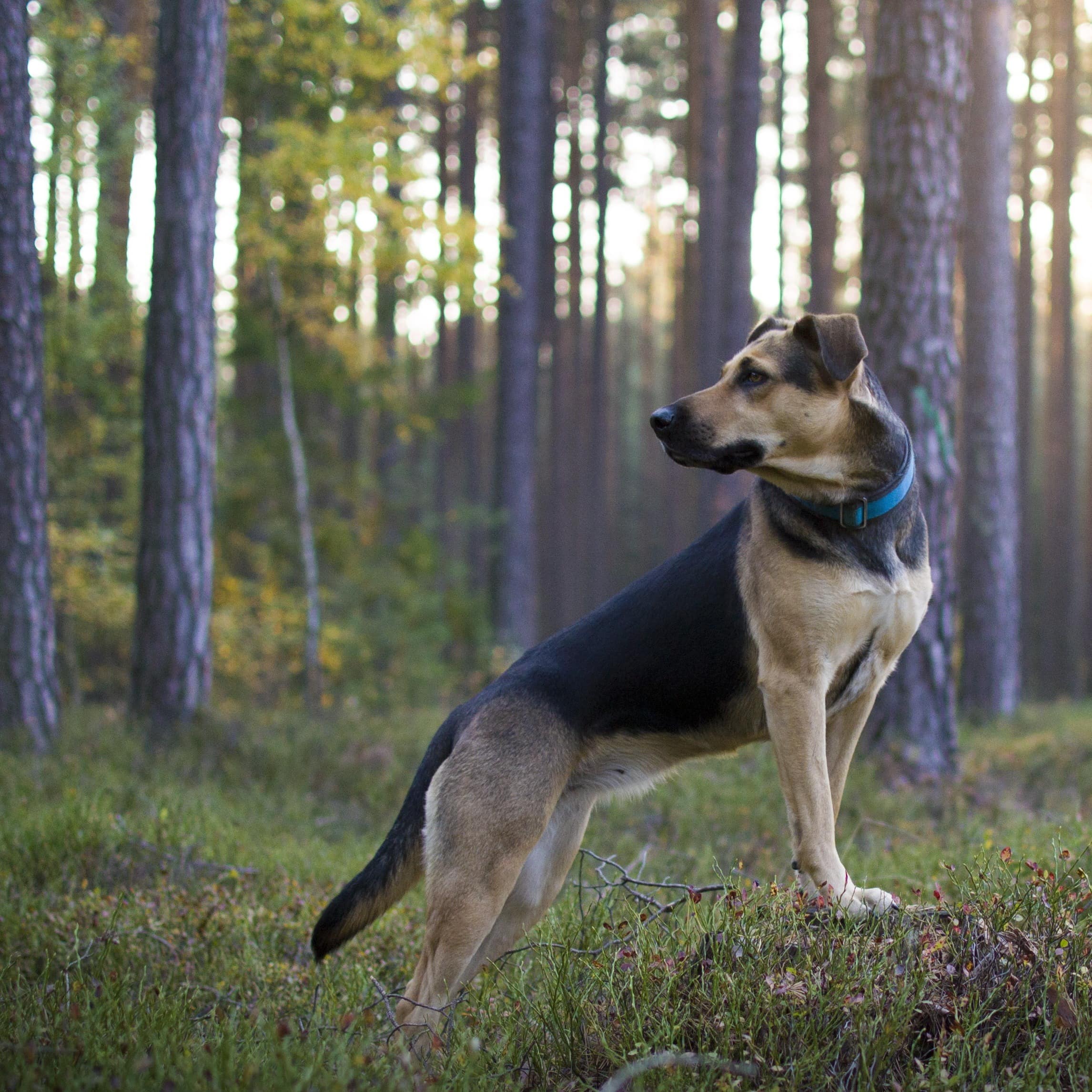 Hund im dichten Wald