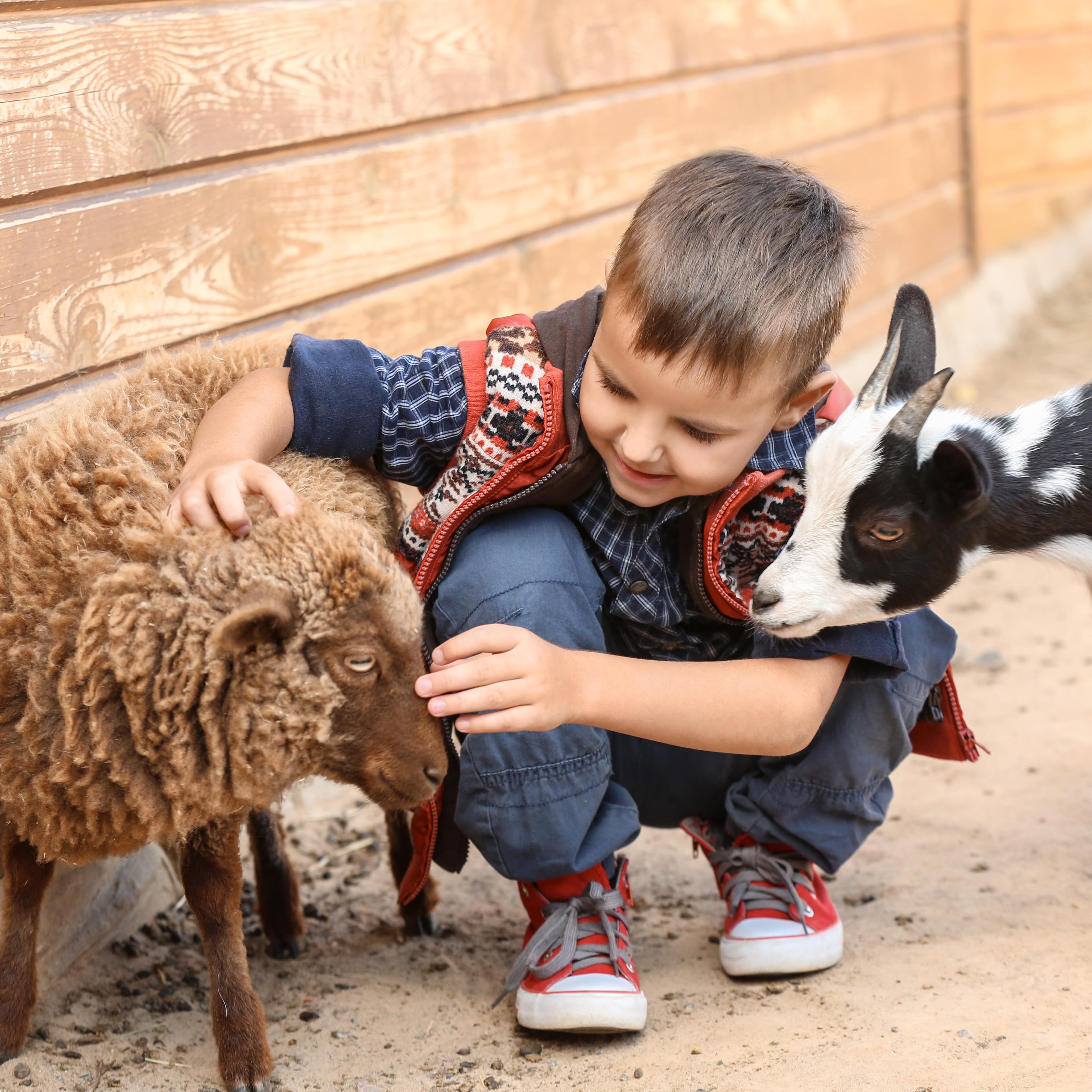 Kleiner Junge im Streichelzoo streichelt ein braunes Lamm, eine kleine Ziege schaut neugierig zu.