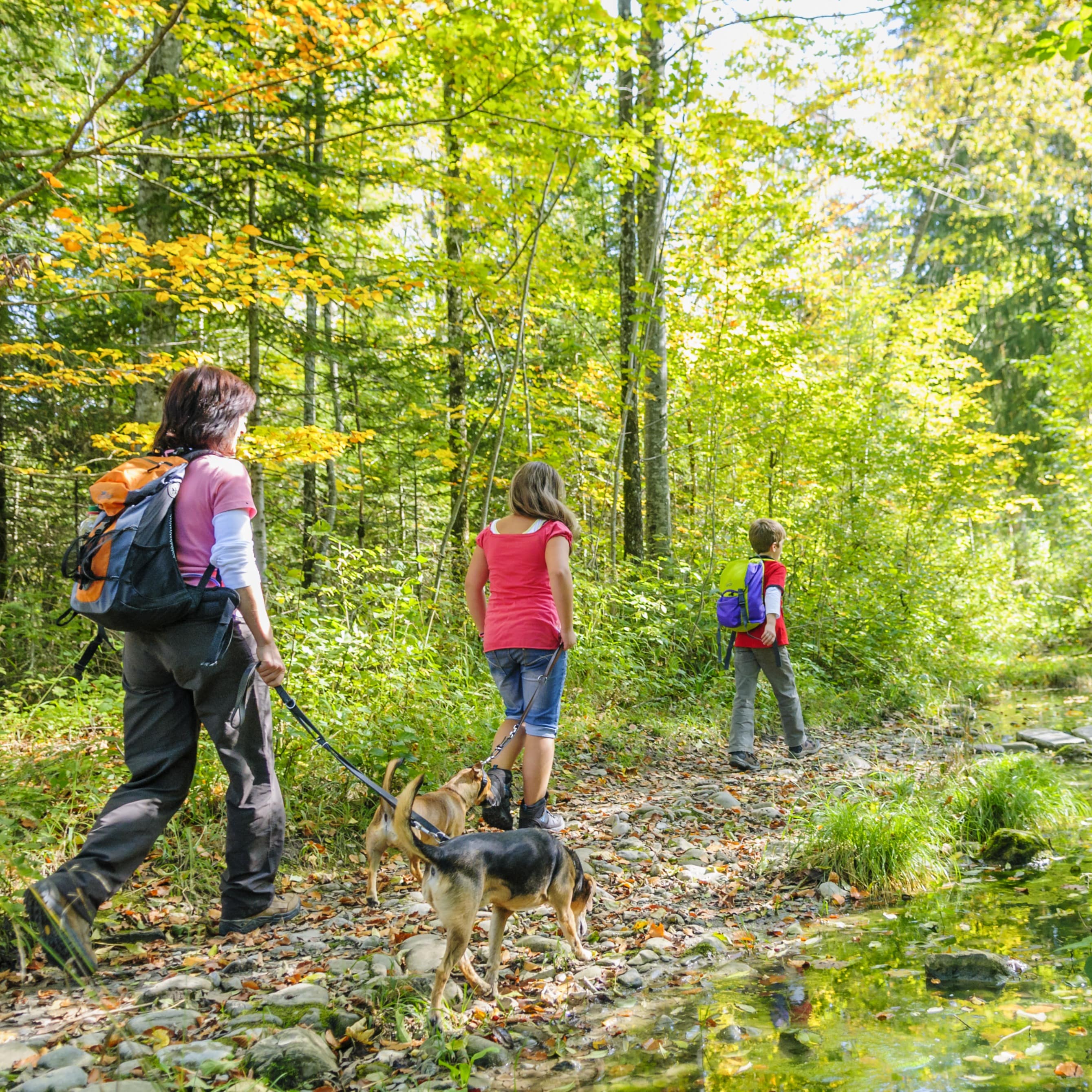 Mutter mit 2 Kindern und 2 Hunden auf einer Wanderung durch den Wald.