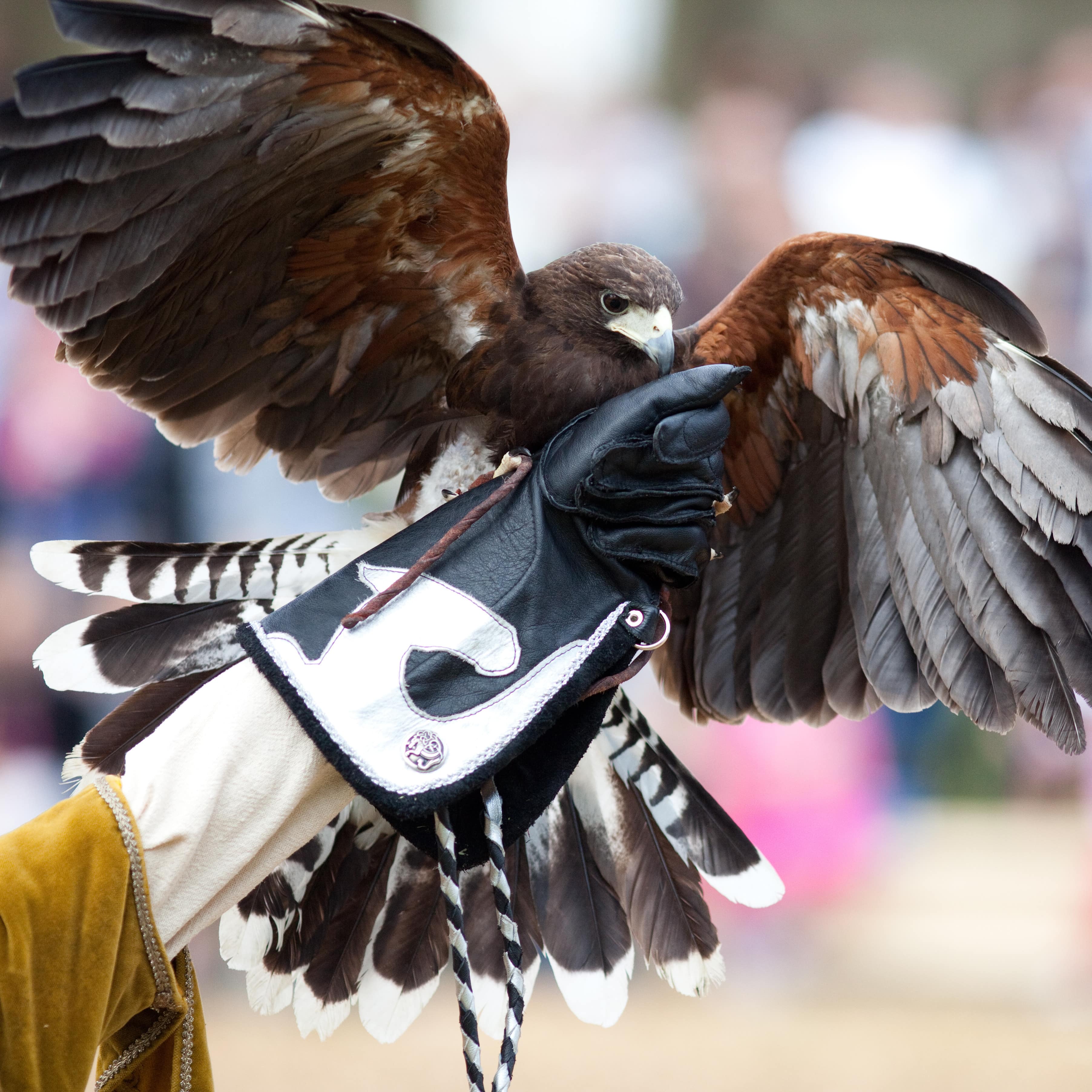 Ein Falke landet auf der ausgestreckten Handschuhhand während einer Show.