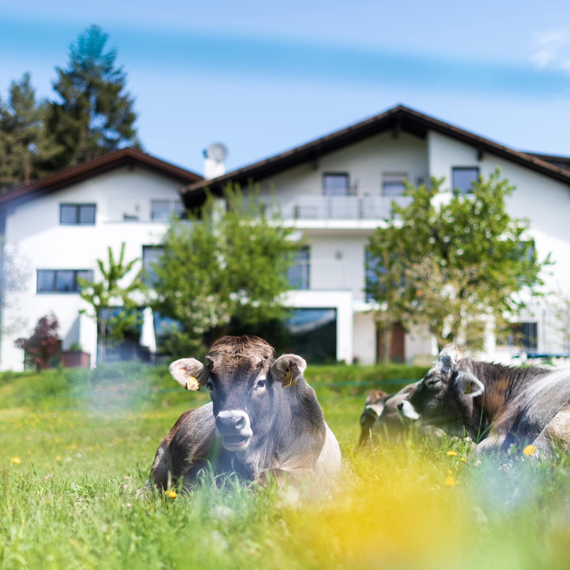 Vor der Ferienwohnung in Bozen liegen Kühe wiederkäuend im Gras