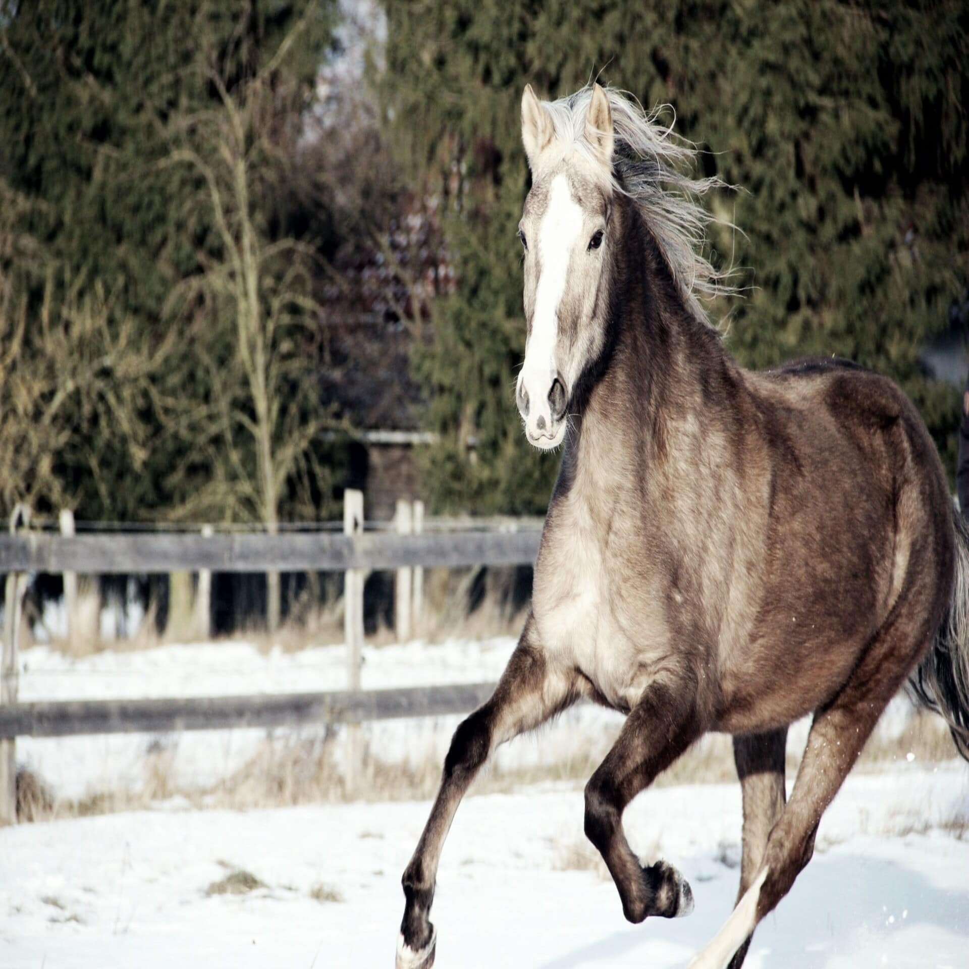 Ein graues Pferd galoppiert auf einer verschneiten Weide.