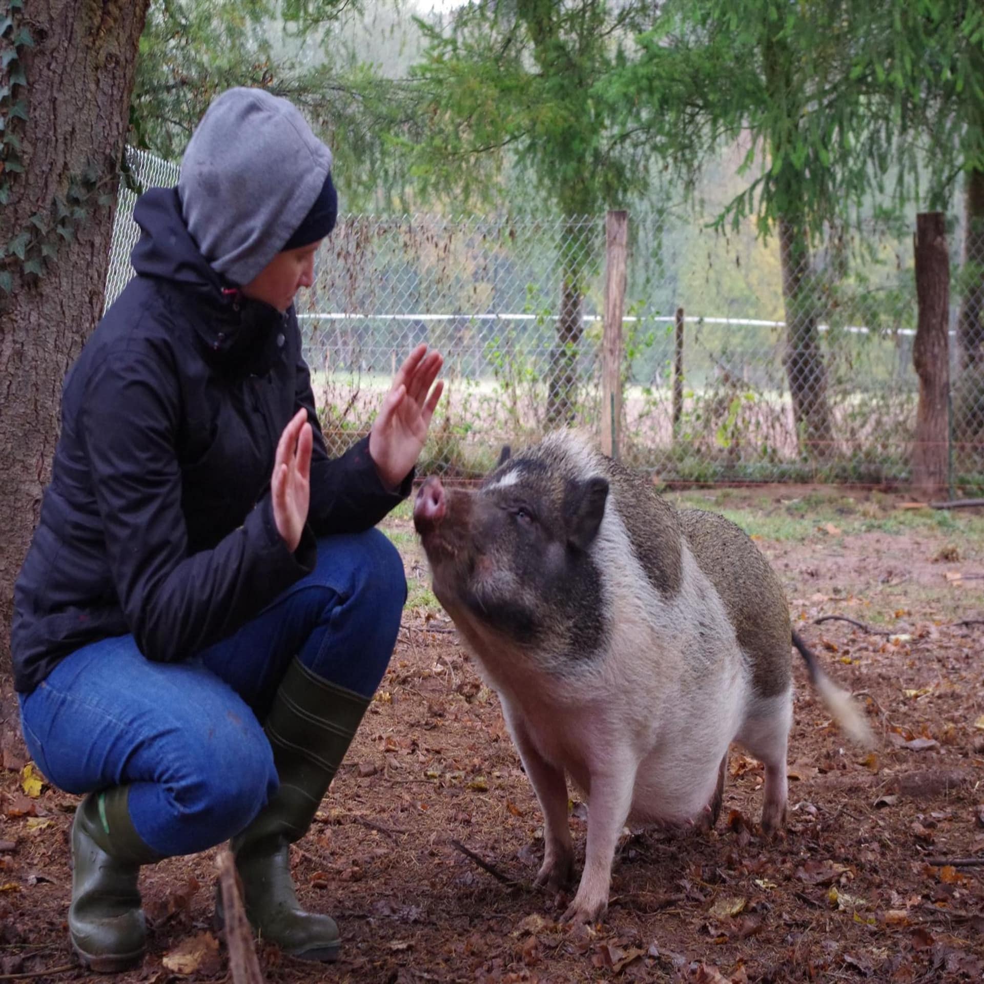Frau mit Gummistiefel und Jacke spielt mit einem Schwein.