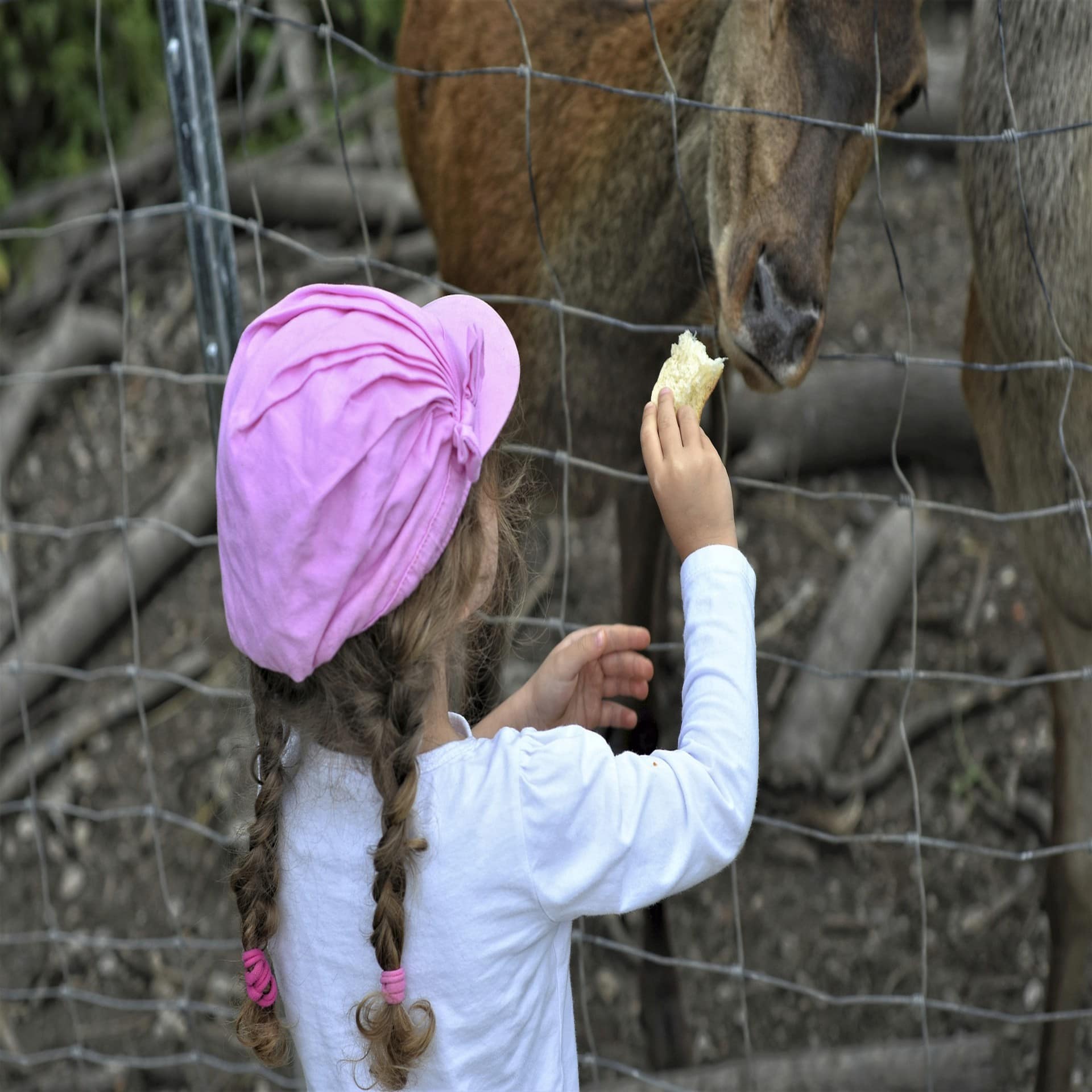 Mädchen mit rosa Kappe und Zöpfen füttert ein Reh hinter dem Zaun.