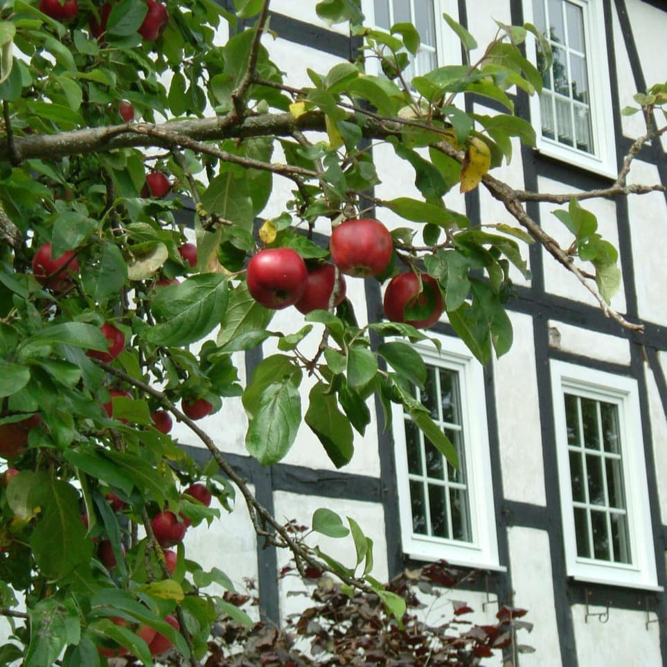Ein Apfelbaum mit roten Äpfeln verdeckt ein Fachwerkhaus im Sauerland teilweise.