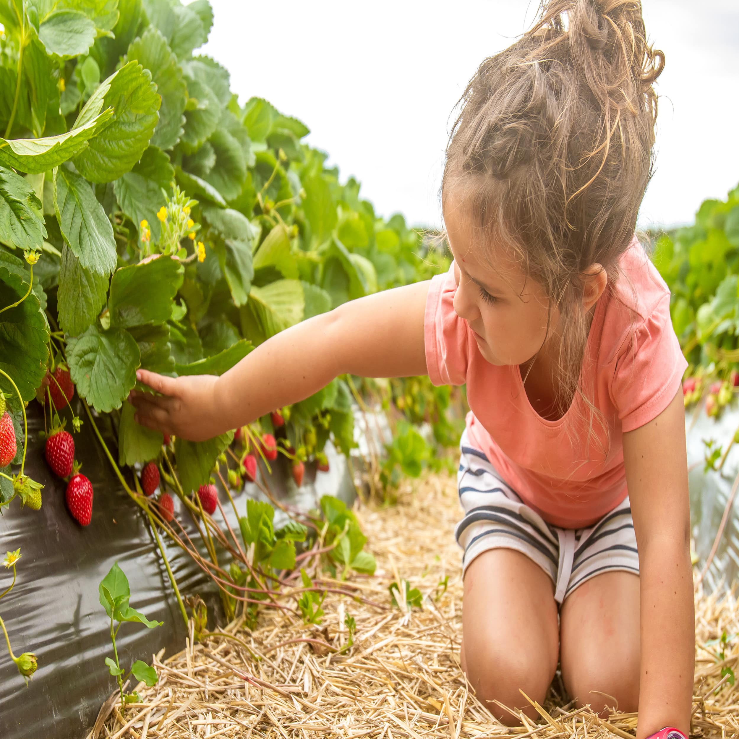 Ein Mädchen kniet auf Stroh in einem Erdbeerfeld und berührt eine Erdbeerpflanze.