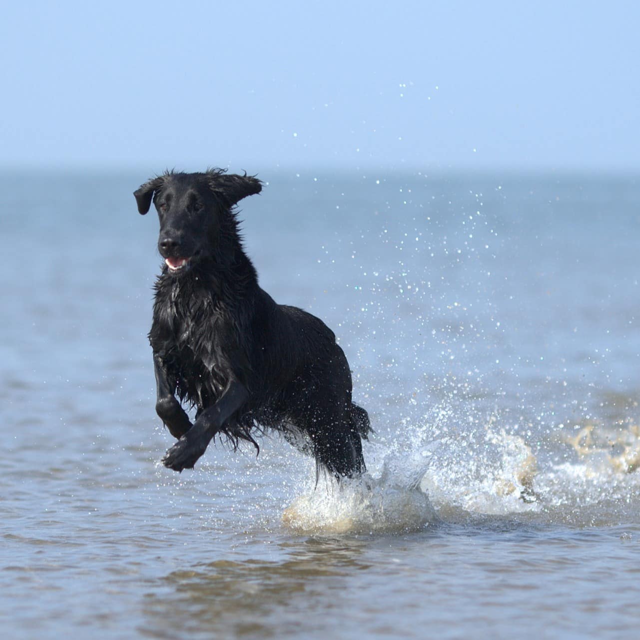 Ein schwarzer Hund tobt im Wasser