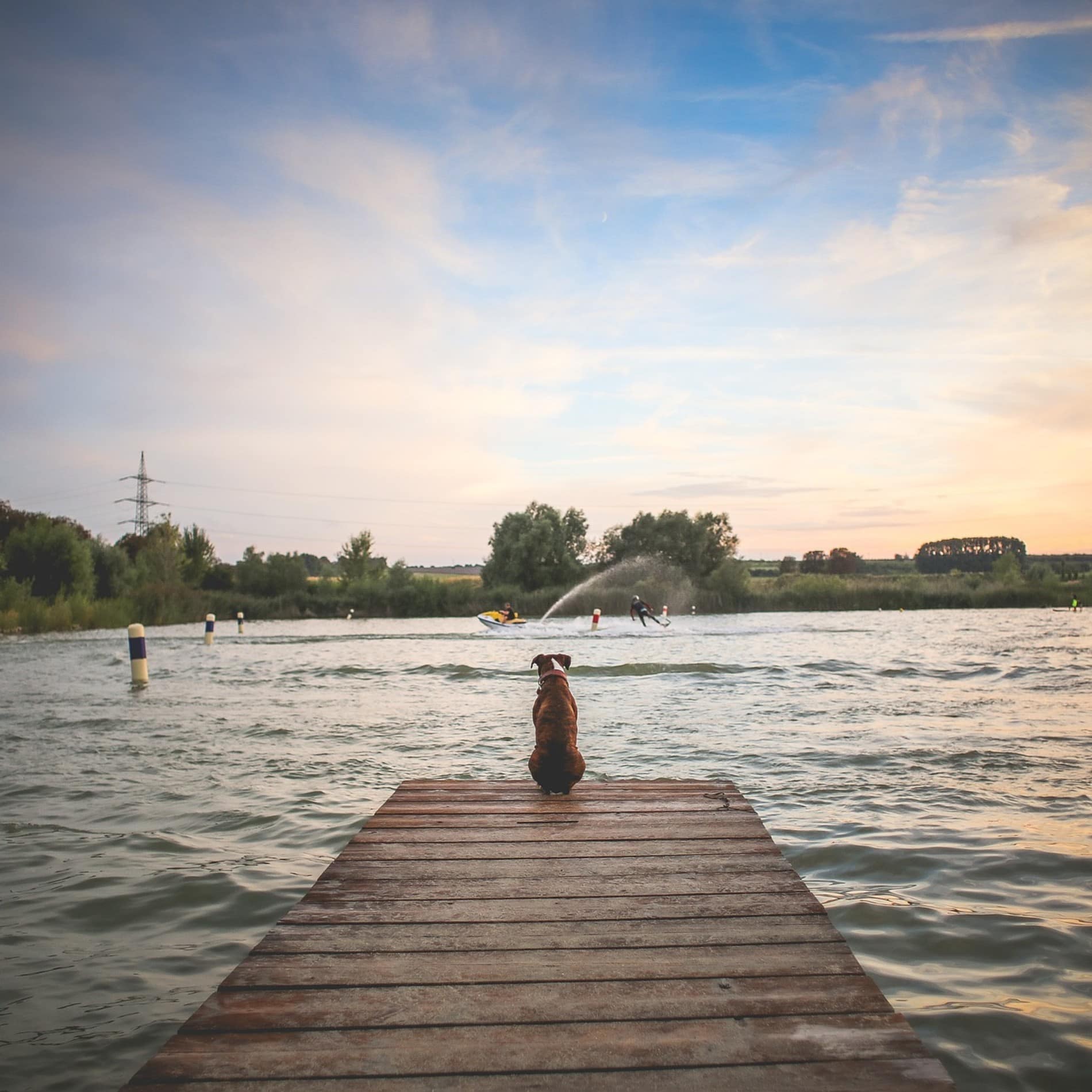 Hund sitzt auf einem Steg am See und schaut Wassersportlern zu