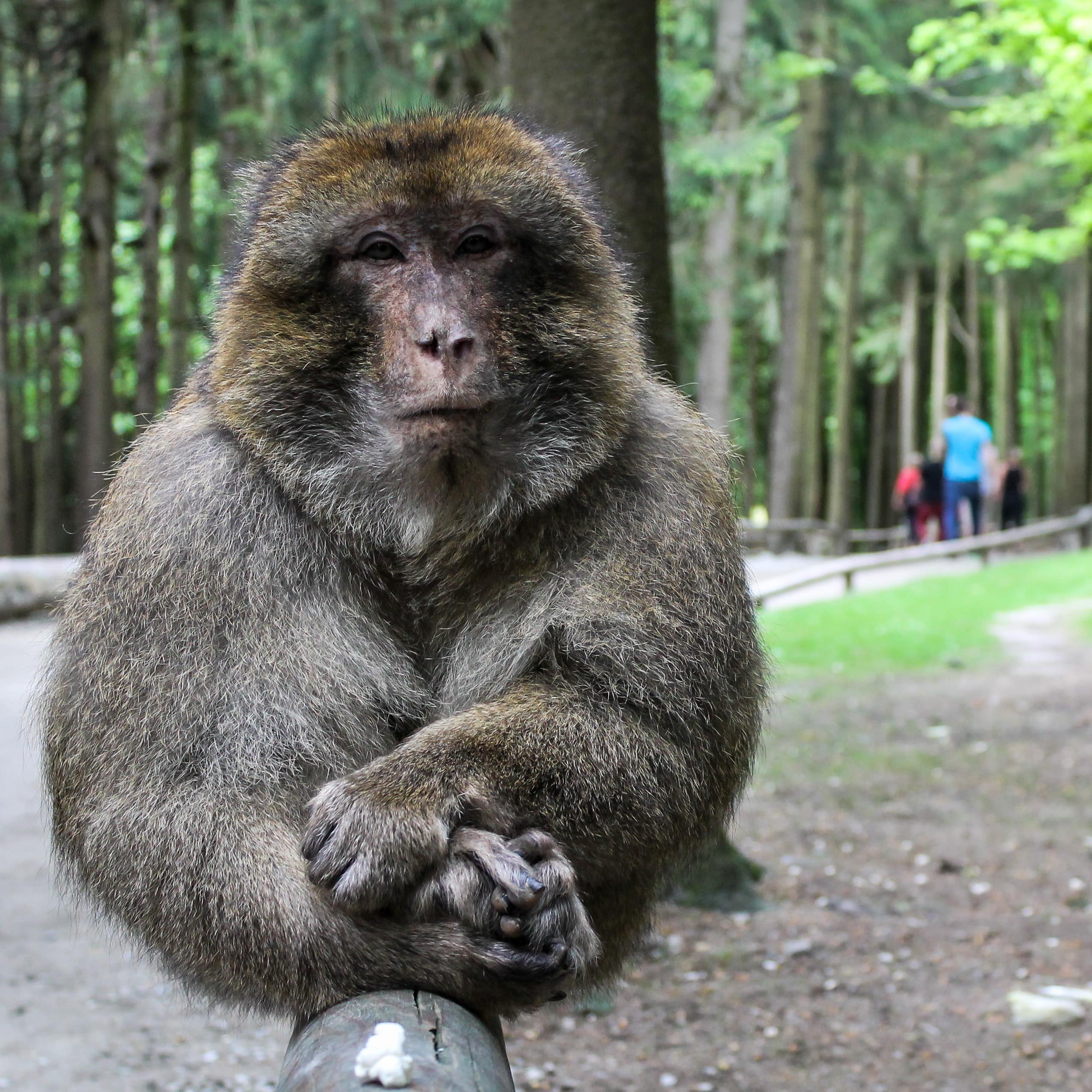 Ein Affe auf einem Holzbalken blickt direkt in die Kamera. 