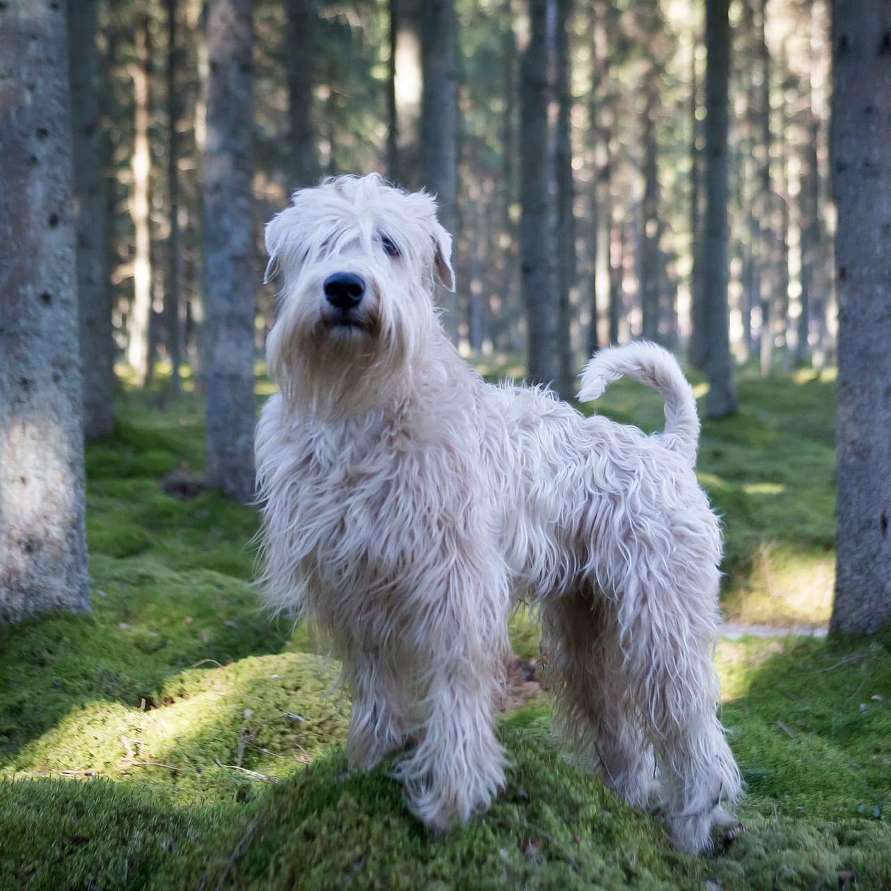 Ein weißer, langhaariger Hund steht im Wald