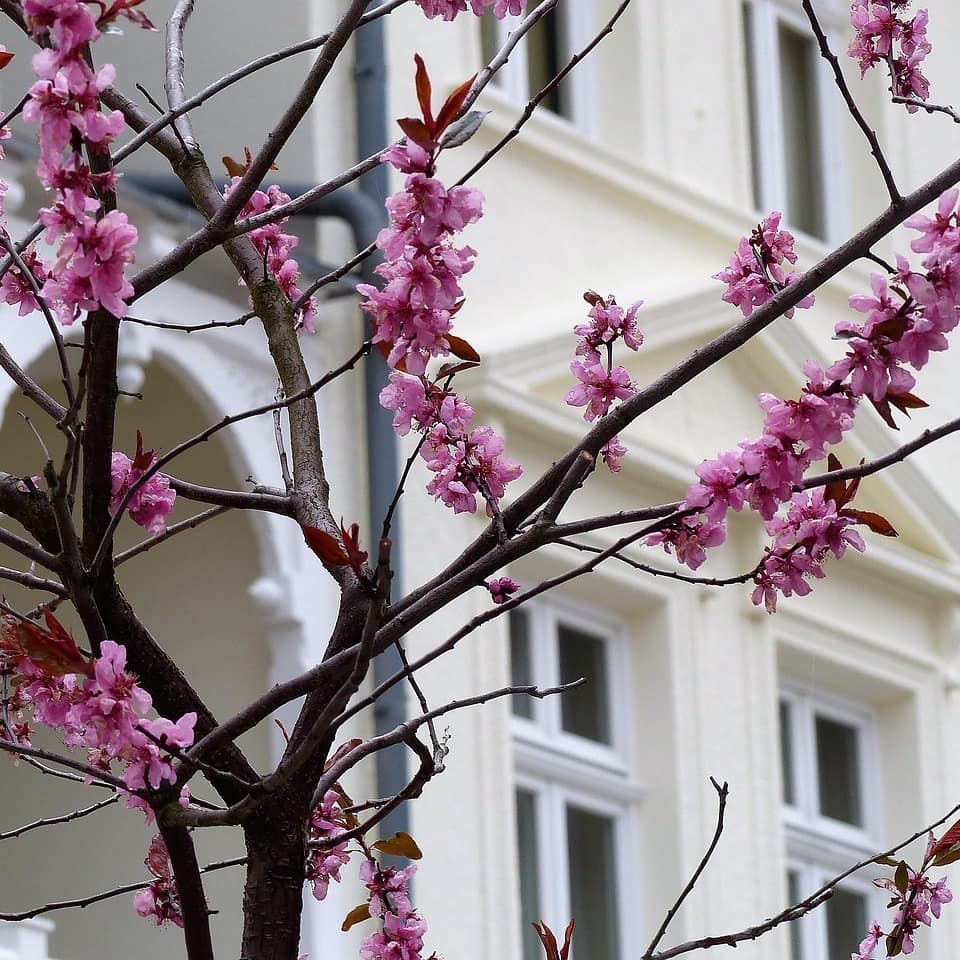 Blick durch die Blüten eines Baums auf ein Haus in Sellin in Bäderarchitektur