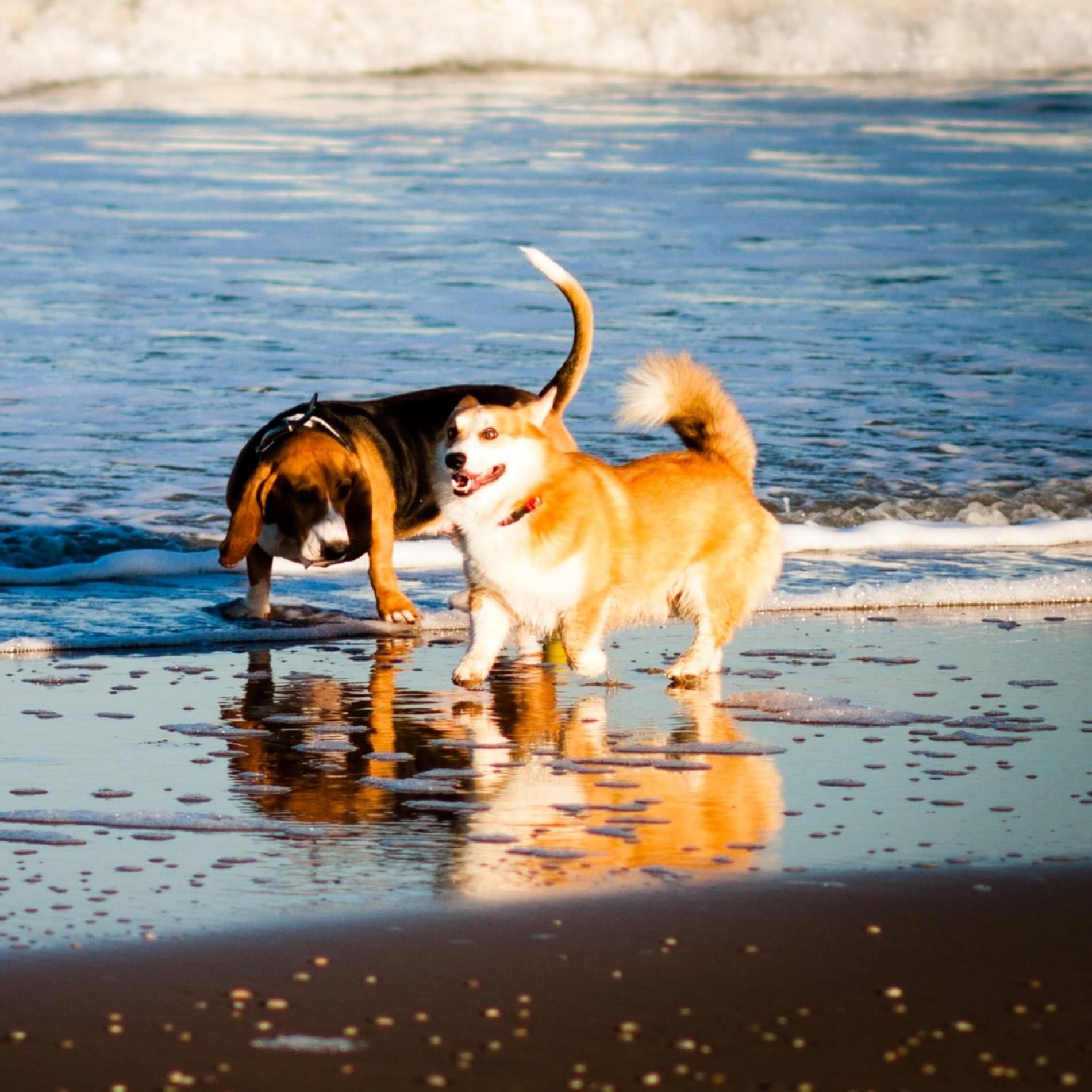 Zwei Hunde genießen einen Strandspaziergang