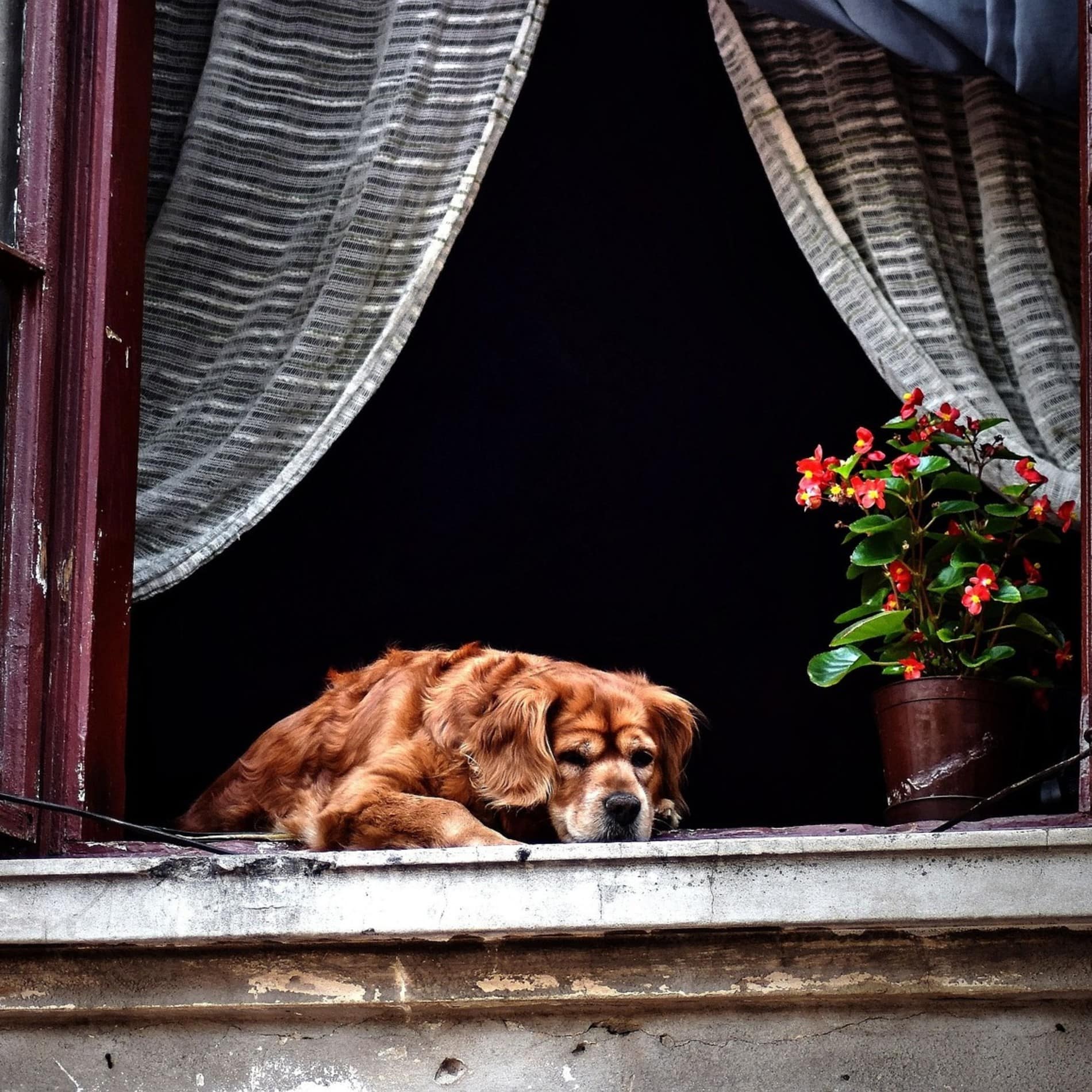 Älterer Hund döst am geöffneten Fenster eines Bungalows