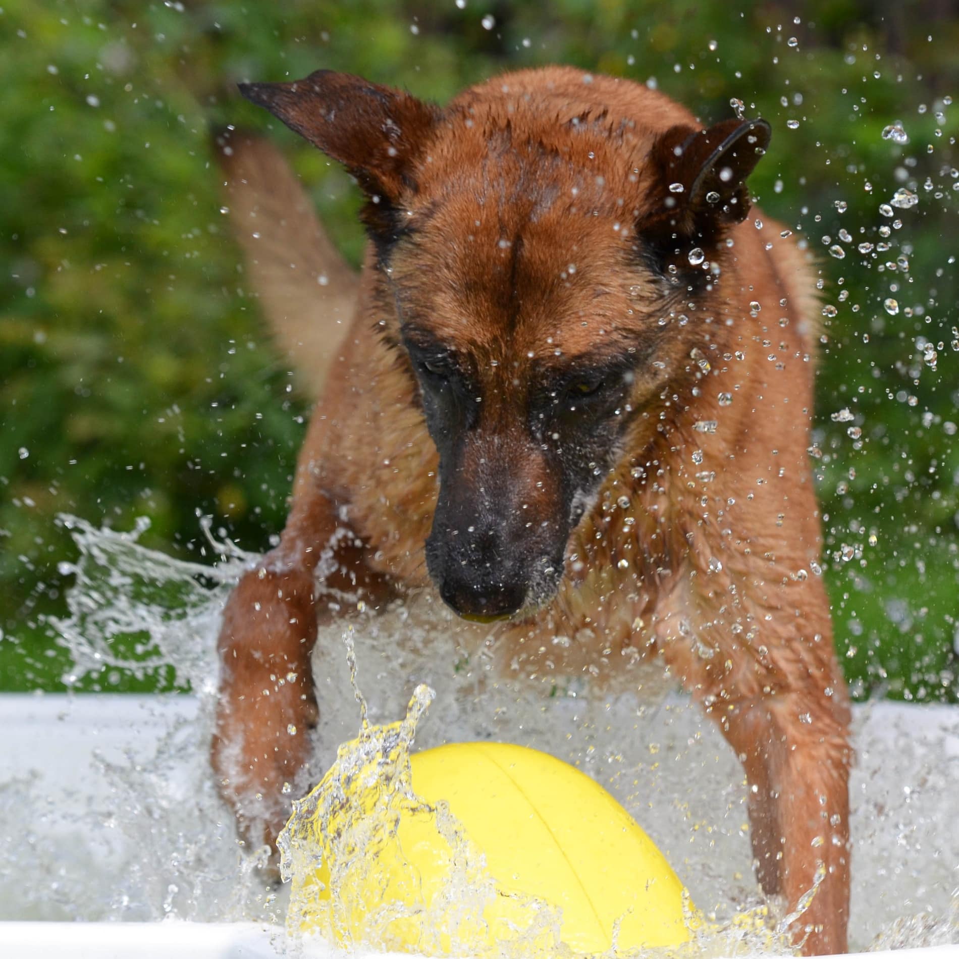 Ein Hund lässt das Wasser aufspritzen, während er im Garten der Ferienwohnung mit einem gelben Ball spielt