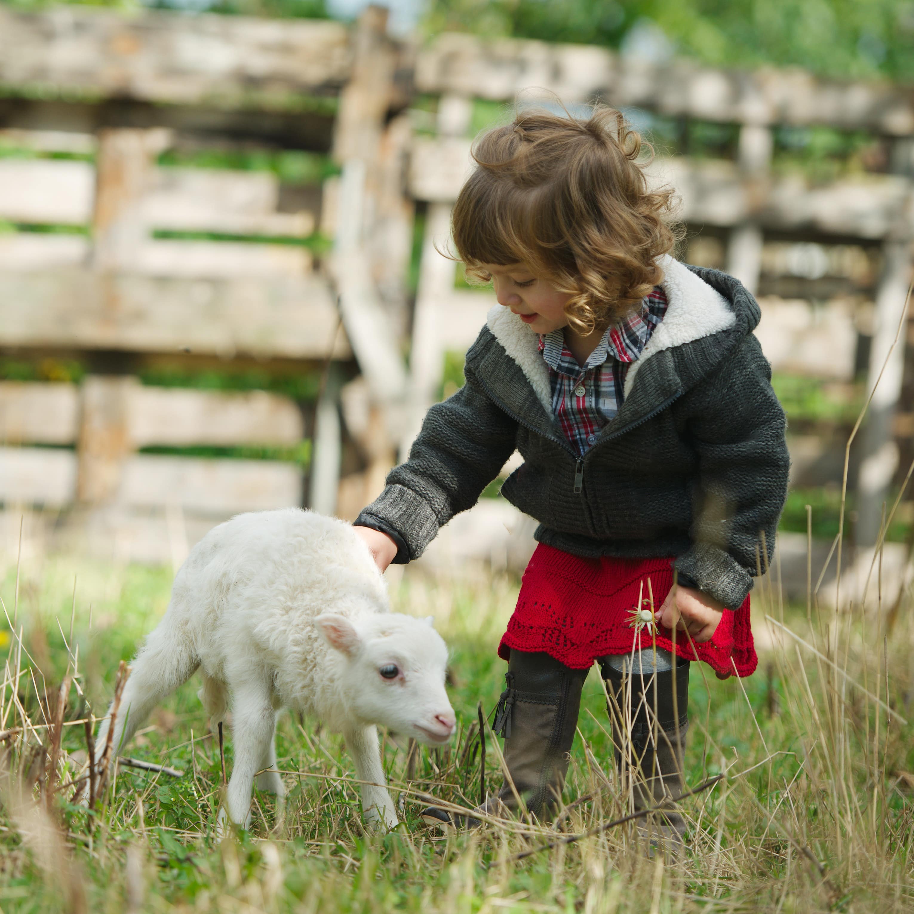 Kleines Mädchen streichelt ein Lamm auf einer Bauernhofwiese.