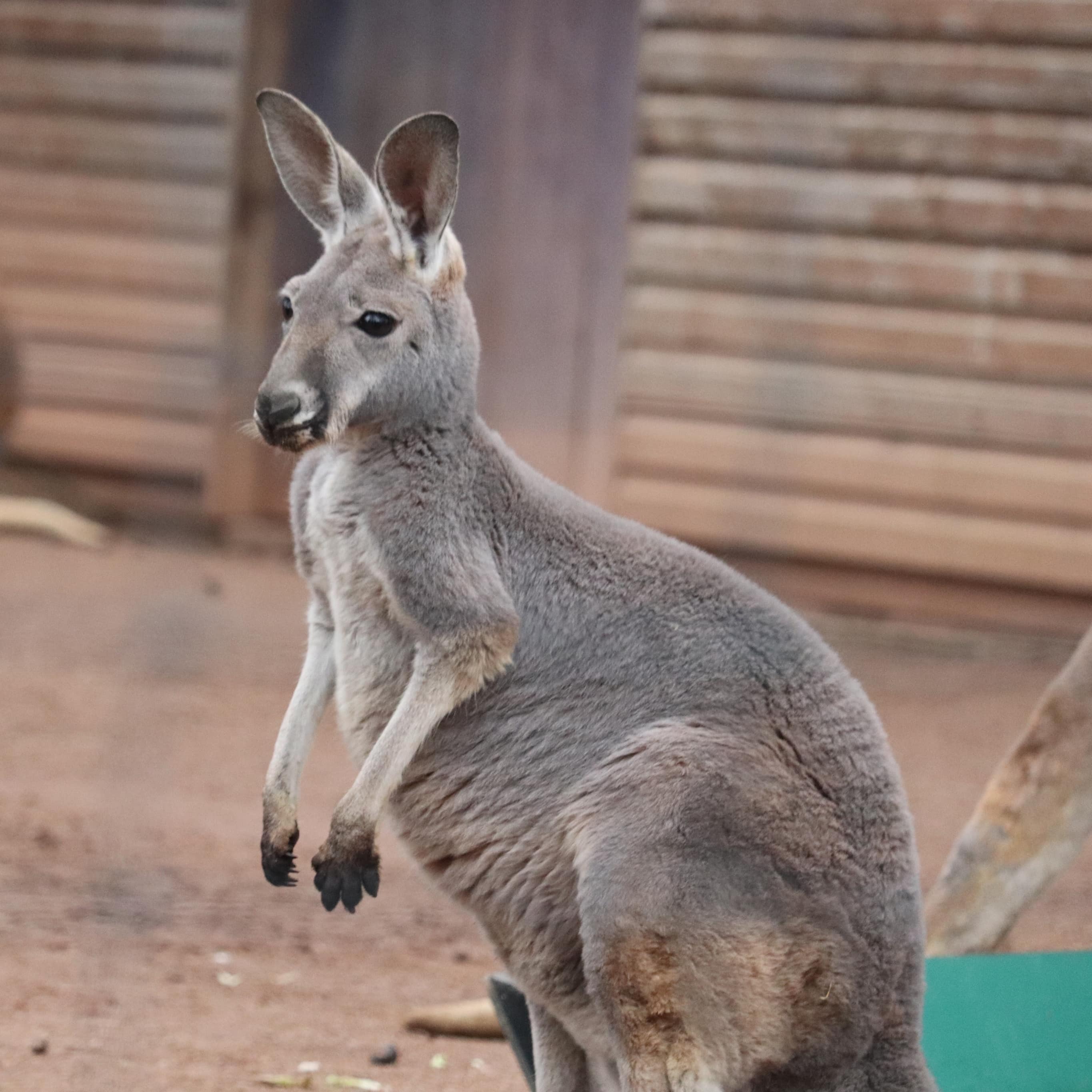 Ein Känguruh in einem Freigehege.
