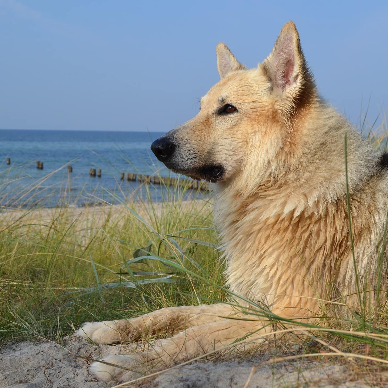 Ein größerer Hund liegt auf einer Düne and der Ostsee