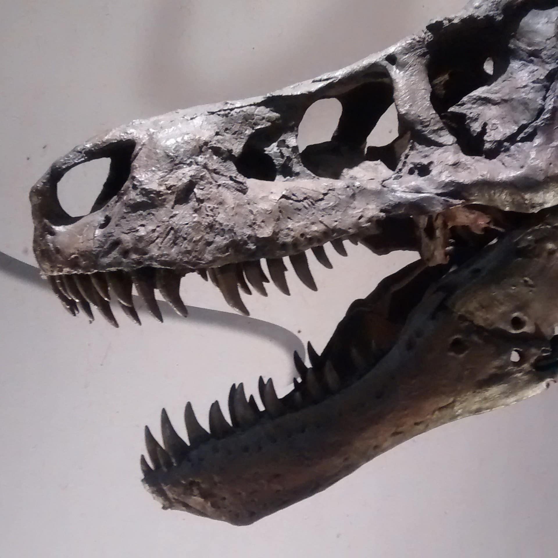 Schädel des Skeletts eines Tyrannosaurus Rex