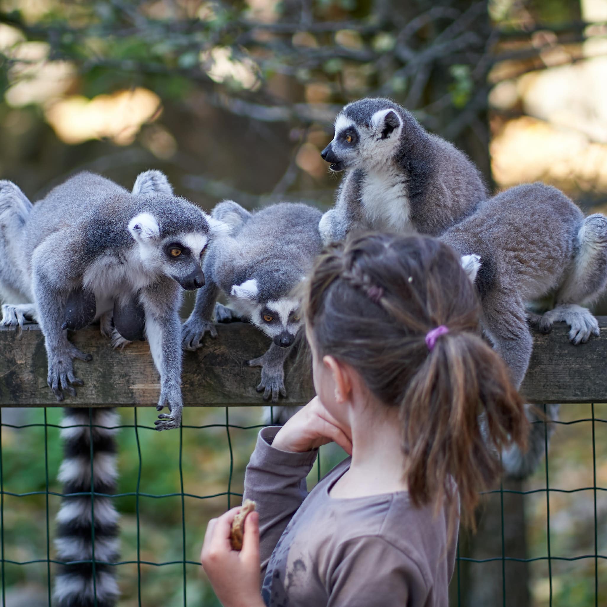 Ein Mädchen schaut Lemuren an, die auf einem Zaun sitzen.