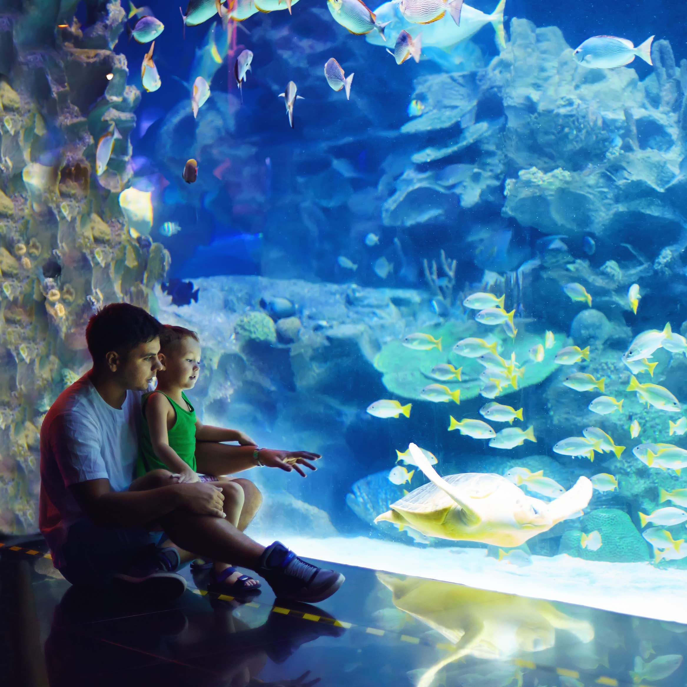 Vater und Sohn sitzen auf dem Fußboden vor einem großen Aquarium und beobachten die Fische.
