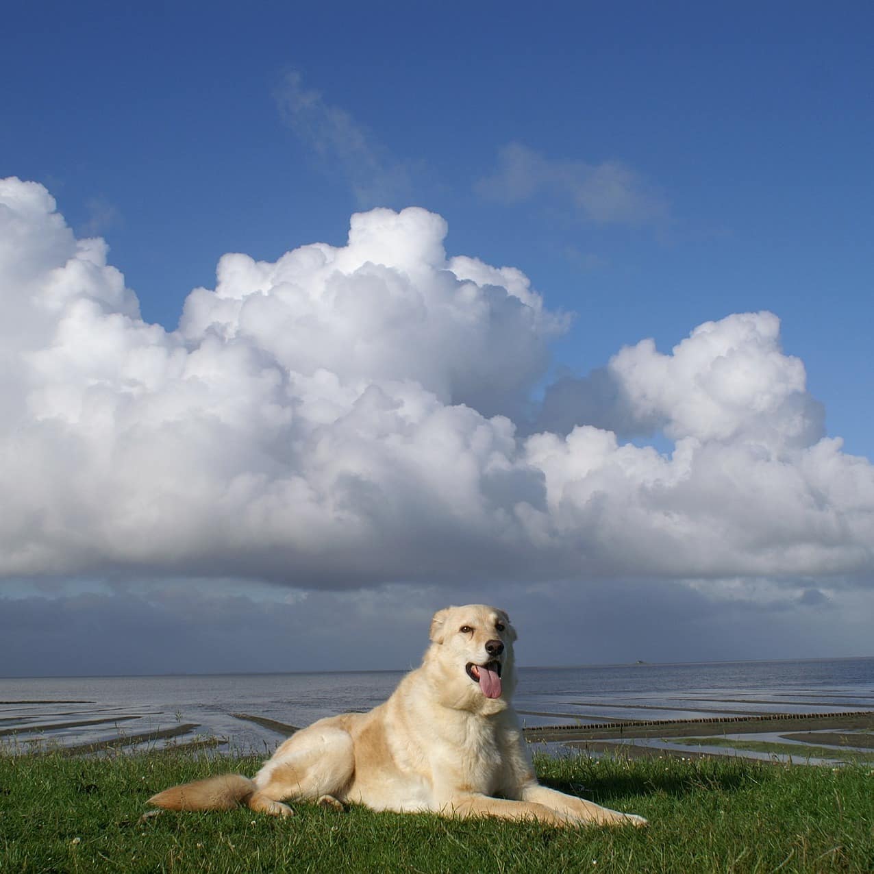 Ein Hund liegt auf dem Grasstrand an der Nordsee