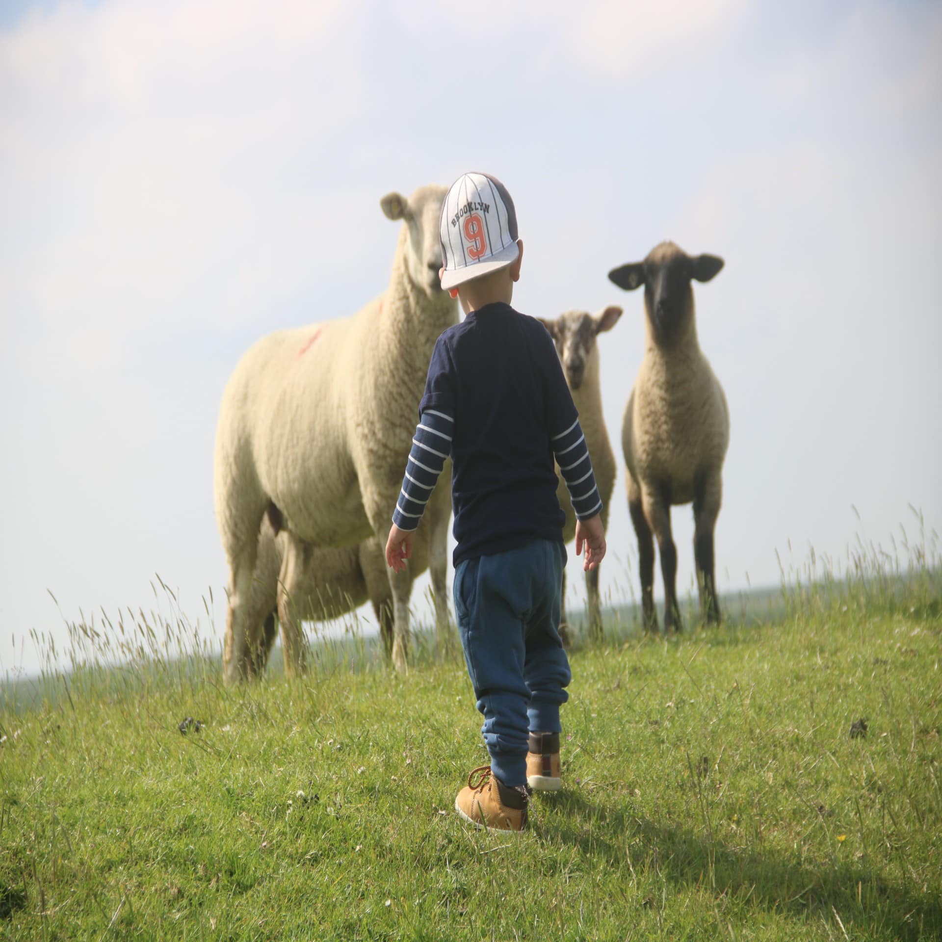 Rückenansicht: Ein kleiner Junge steht auf einem Deich und schaut sich die Schafe an. 