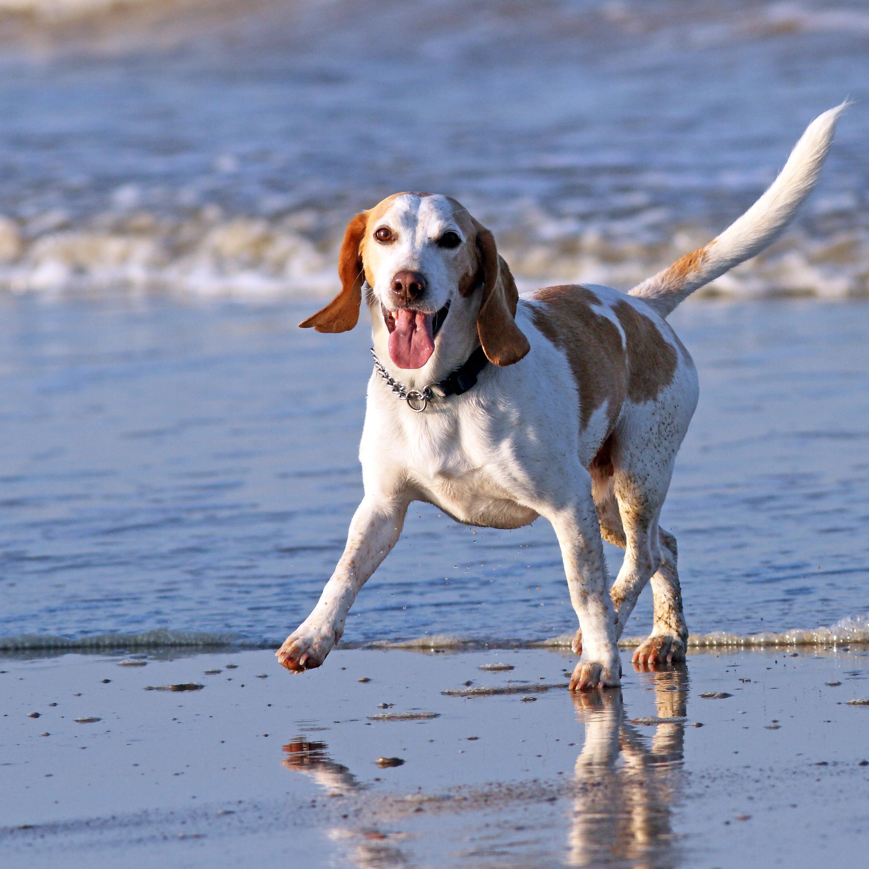 Ein Beagle genießt den Urlaub am Strand